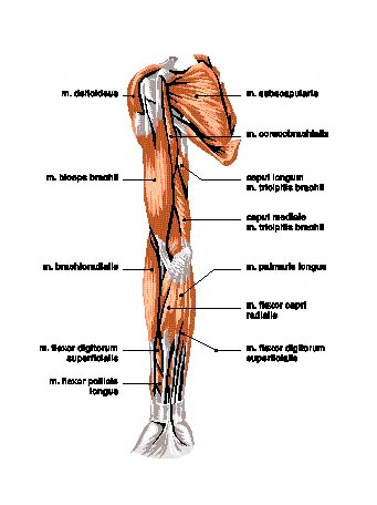 muscles of arm. On to Muscles of the Thoracic